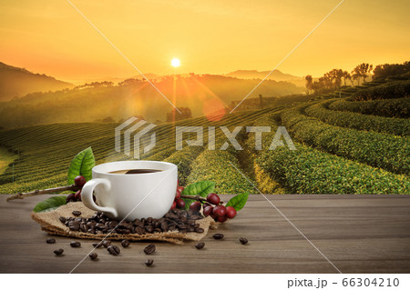 Hot coffee cup with fresh organic red coffee beans Hot coffee cup with fresh organic red coffee beans 66304210