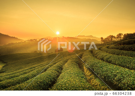 Sunrise view of tea plantation landscape at 101 66304238