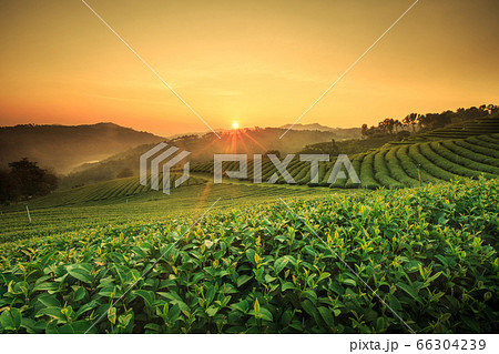 Sunrise view of tea plantation landscape at 101 Sunrise view of tea plantation landscape at 101 66304239