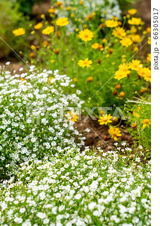 小さな白い花が咲く花壇 6月 の写真素材