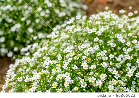 小さな白い花が咲く花壇 6月 の写真素材