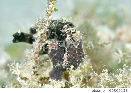 カエルアンコウ カエルアンコウ 66305138