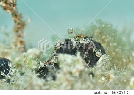 カエルアンコウ カエルアンコウ 66305139