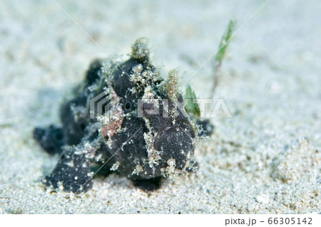 カエルアンコウ カエルアンコウ 66305142