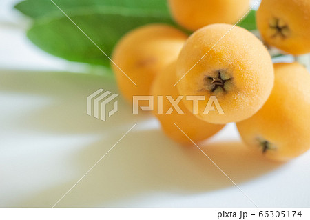 ビワの実とビワの葉っぱ 66305174