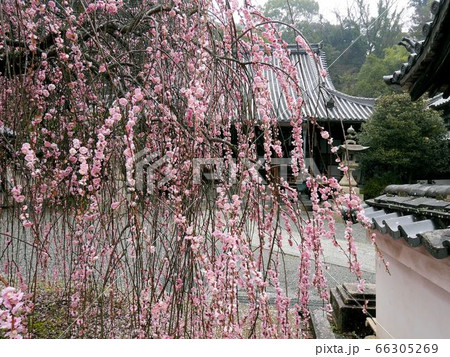 西方寺の境内を飾る豪華な枝垂れ梅（広島県竹原市） 66305269
