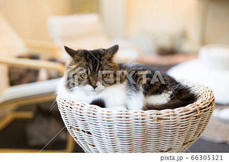 猫カフェ　マチカン 66305321