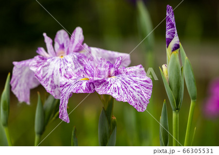 色鮮やかな菖蒲の花 東京都葛飾区 日本 色鮮やかな菖蒲の花 東京都葛飾区 日本 66305531