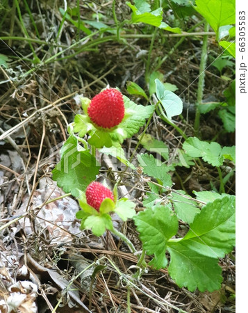 錆 植物 緑 66305583