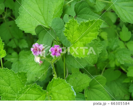 錆 植物 緑 66305584