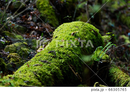 苔の森 きららの森 段戸裏谷 苔の森 きららの森 段戸裏谷 66305765
