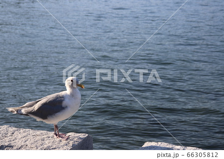 かもめ かもめ 66305812