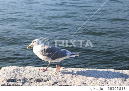 かもめ かもめ 66305813