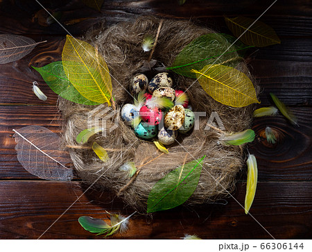 quail eggs in a nest on a wooden background 66306144