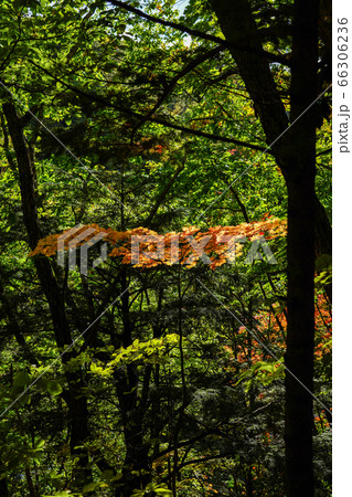 木漏れ日に輝くコハウチワカエデ 66306236