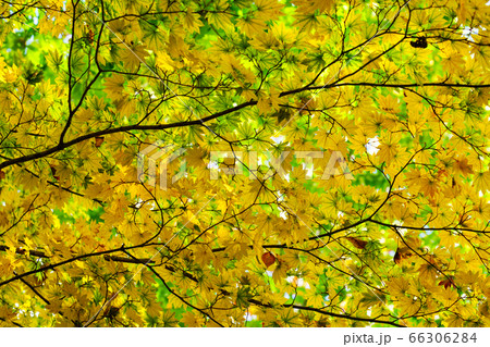 黄色く染まるコハウチワカエデ 66306284
