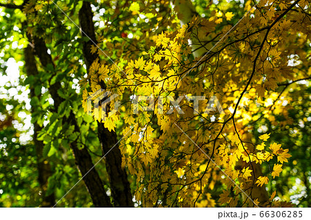 黄色く染まるコハウチワカエデ 黄色く染まるコハウチワカエデ 66306285