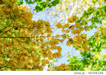 黄色く染まるコハウチワカエデ 黄色く染まるコハウチワカエデ 66306288