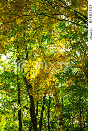 黄色く染まるコハウチワカエデ 66306338