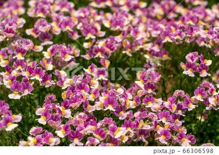 ピンクの花が満開の花壇 6月 の写真素材