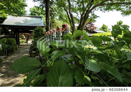 アジサイの寺 66306644