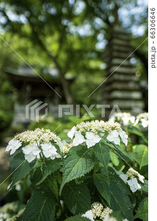 アジサイの寺 66306646