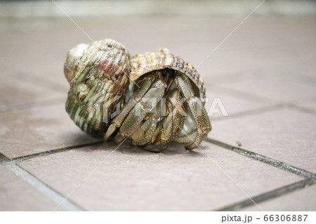 オカヤドカリ オカヤドカリ 66306887