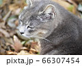 公園の野良猫 66307454