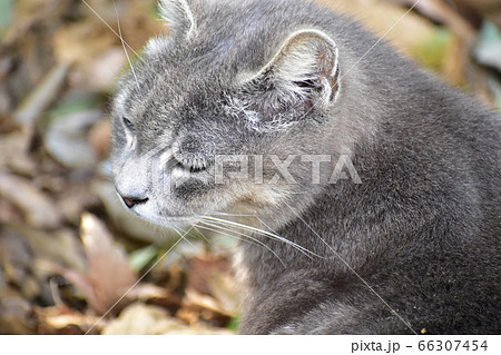 公園の野良猫 66307454