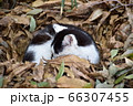 落ち葉の中の野良猫 66307455