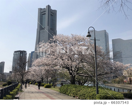 汽車道の桜とランドマークタワー 汽車道の桜とランドマークタワー 66307543