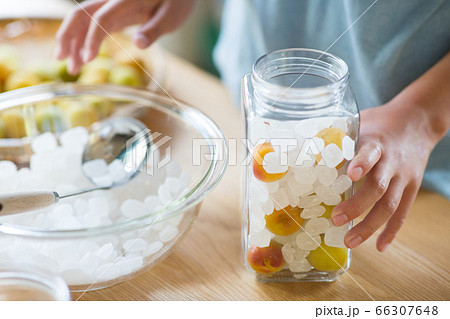 梅と氷砂糖でシロップを作る梅仕事 66307648