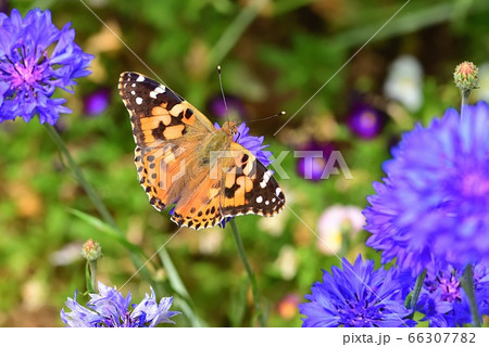 ヒメアカタテハ ヒメアカタテハ 66307782