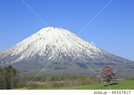 北海道京極町の一本桜と羊蹄山 66307817