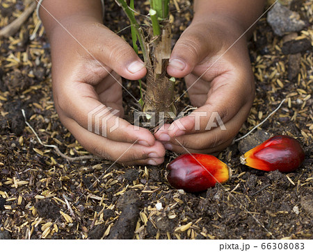 Close up Kid hand planting young palm tree Close up Kid hand planting young palm tree 66308083