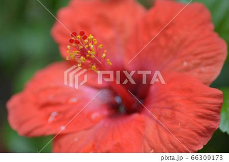赤いハイビスカス 66309173