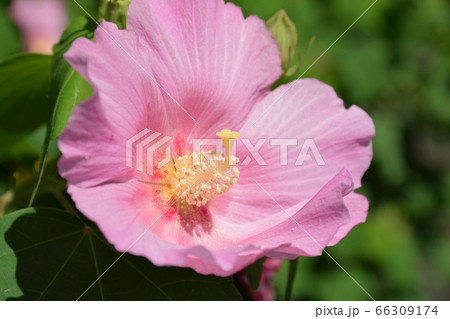ピンクのハイビスカス 66309174