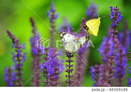 花園を舞う二匹の蝶　お花畑の二匹の蝶 66309186
