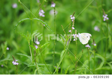吸蜜する紋白蝶 花蜜を吸うモンシロチョウ 花に憩う紋白蝶 吸蜜する紋白蝶 花蜜を吸うモンシロチョウ 花に憩う紋白蝶 66309190
