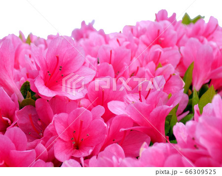 サツキ ツツジ「伊勢小町」白背景Rhododendron indicum Azalea cutout 66309525