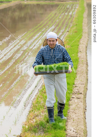 田植え用の苗を運ぶ男性 66309892