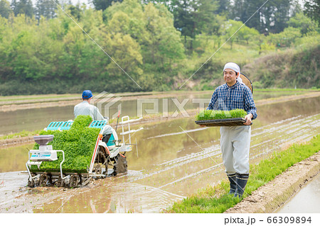 田植え機に補充する苗を先回りして運ぶ男性 66309894