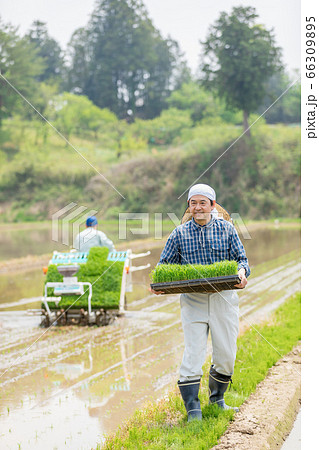 田植え機に補充する苗を先回りして運ぶ男性 田植え機に補充する苗を先回りして運ぶ男性 66309895