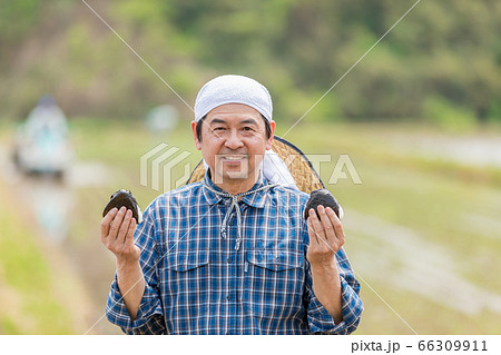 田んぼでおにぎりを持つ男性 田んぼでおにぎりを持つ男性 66309911
