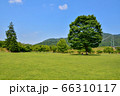 宮ヶ瀬湖畔園地【けやき広場のもみの木１】 66310117