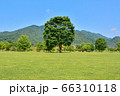 宮ヶ瀬湖畔園地【けやき広場のもみの木２】 66310118