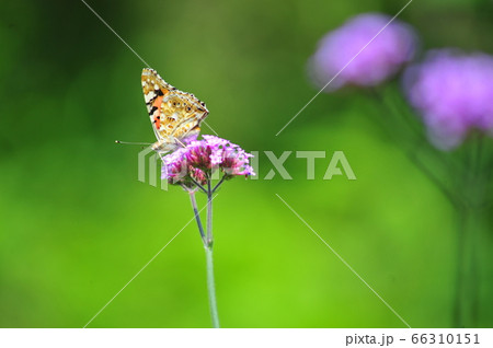 花と蝶　花とヒョウ柄紋蝶　花の上で一休み　花蜜を吸う蝶　花の香りに誘われて　蜜の誘惑　 66310151