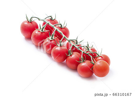 新鮮な房付きトマト 獲れたてミニトマト 赤い野菜 イメージ素材の写真素材