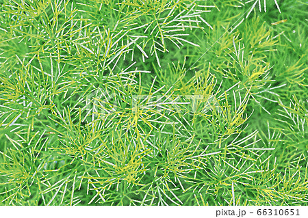 コスモスの葉 水彩画のイラスト素材