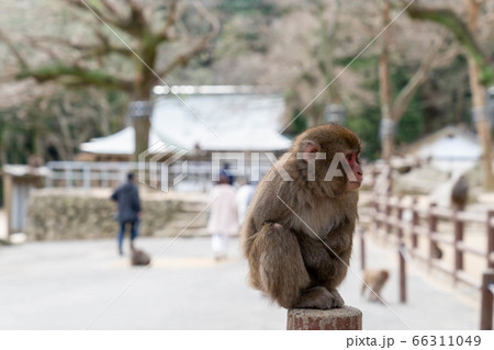 木の上に座っているサル 【1月】【撮影協力 高崎山自然動物園】の写真